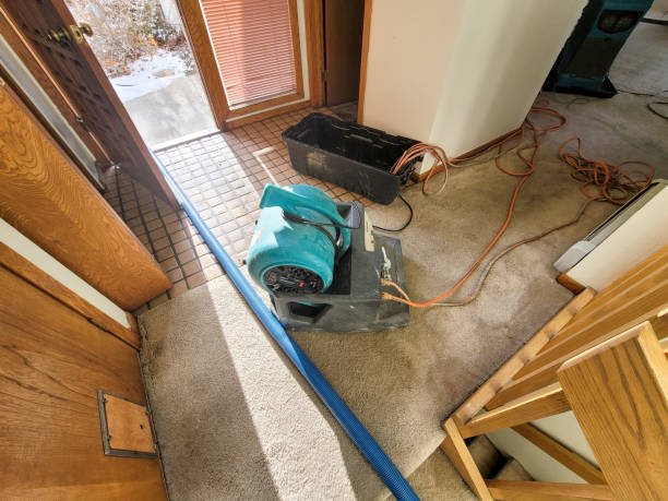 Best Professional water damage repair  in Shannondale, WV